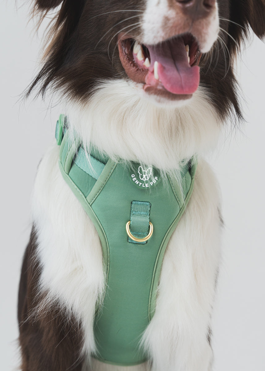 Gentle Pup Easy Harness V2 Emerald Gentle Pet Store