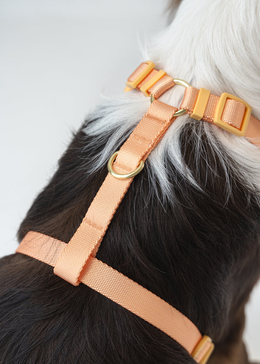 Gentle Pup Easy Harness V2 Tangerine Gentle Pet Store