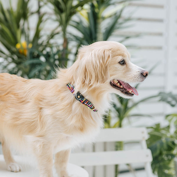 Gentle Pup Dog Collar - Rainbow Maze