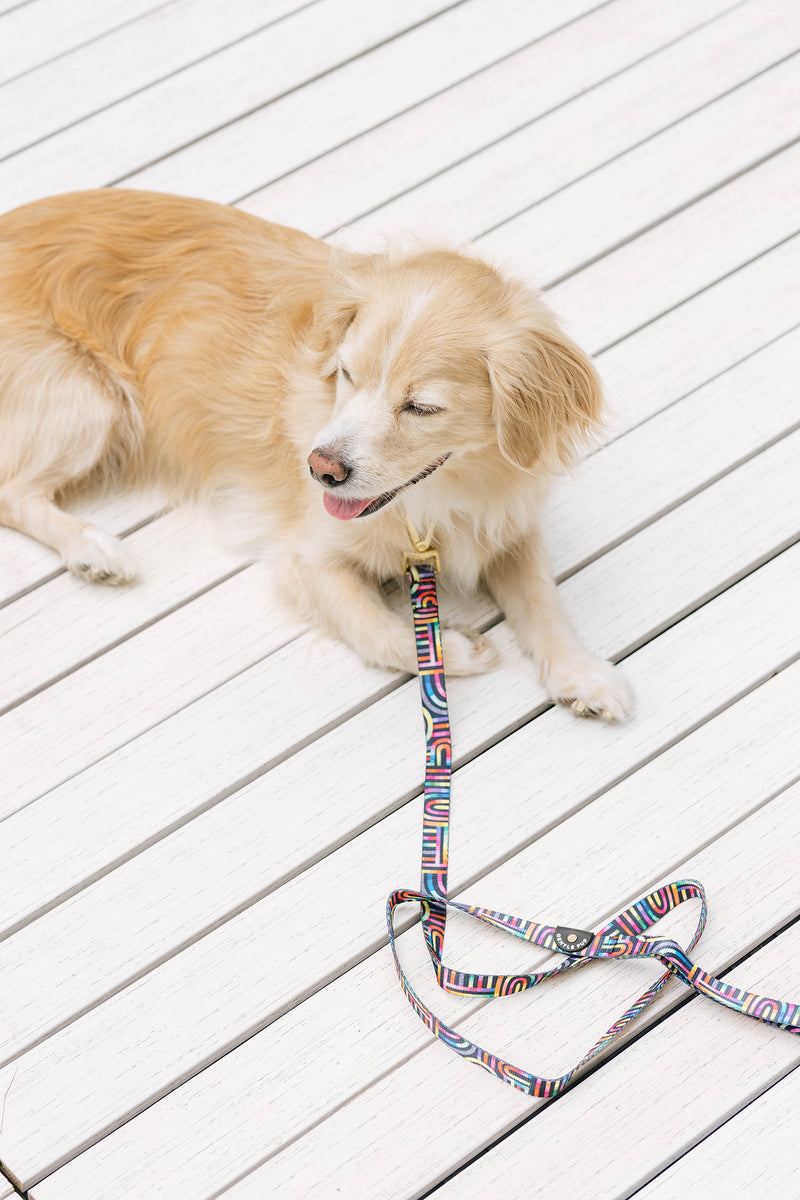 Gentle Pup Leash Rainbow Maze Gentle Pet Store