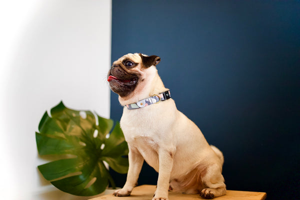 Gentle Pup Dog Collar - Ollie Oliver
