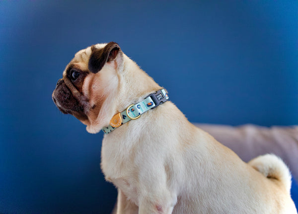 Gentle Pup Dog Collar - Baby BamBam