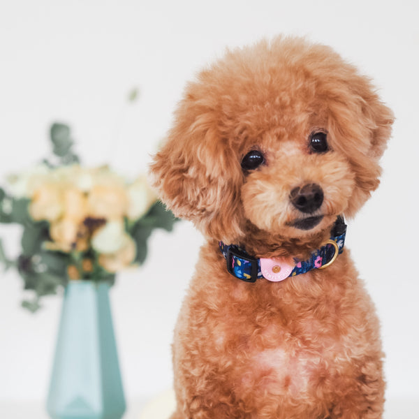 Gentle Pup Dog Collar - Forest Joy