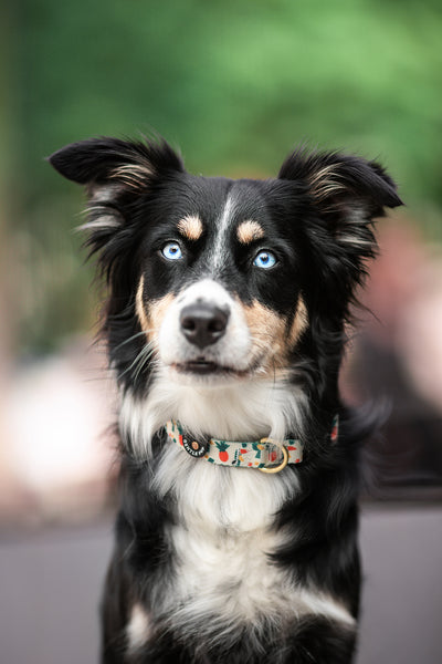 Gentle Pup Dog Collar - Aloha Alice