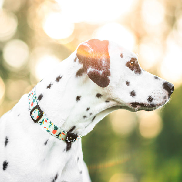 Gentle Pup Dog Collar - Aloha Alice