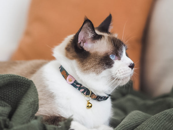 Gentle Purr Cat Collar - Coco Congo
