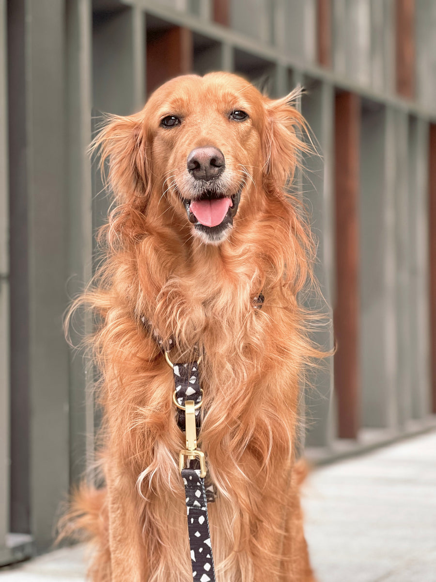 Gentle Pup Maxi Harness Cheeky Chip Gentle Pet Store