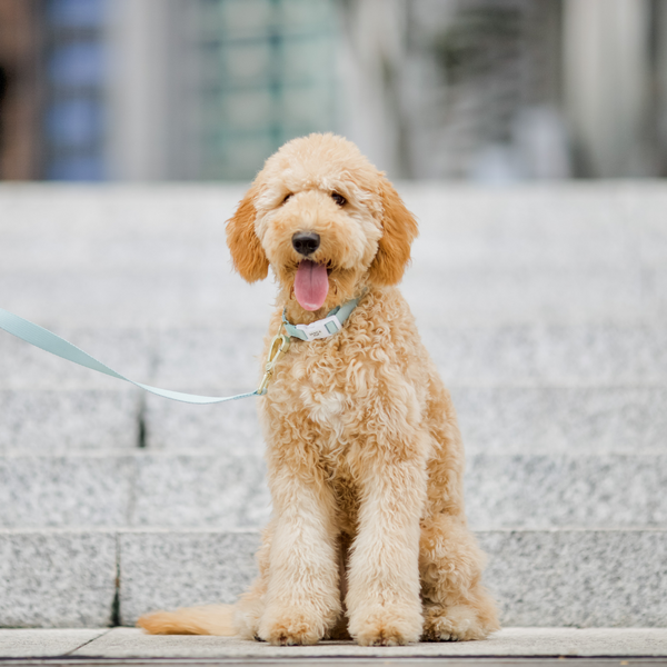 Gentle Pup Dog Collar - Pistachio