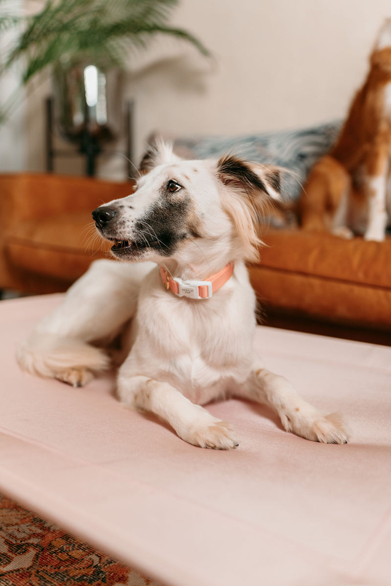 Gentle Pup Happy Camper Hammock Mauve Gentle Pet Store
