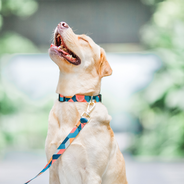 Gentle Pup Dog Collar - Razzle Dazzle