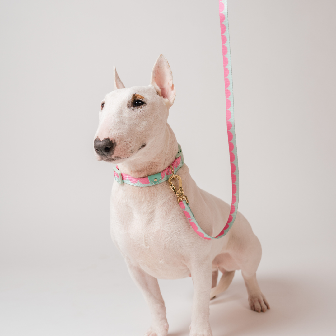 Gentle Pup x Ohpopdog Leash | Strawberry Matcha
