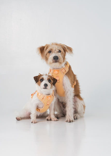 Gentle Pup Easy Harness V2 - Tangerine
