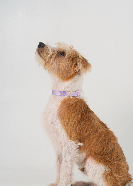 Gentle Pup Dog Collar V2 - Periwinkle
