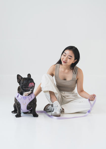 Gentle Pup Easy Harness V2 - Periwinkle