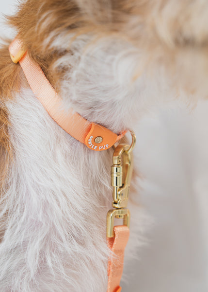 Gentle Pup Dog Collar V2 - Tangerine