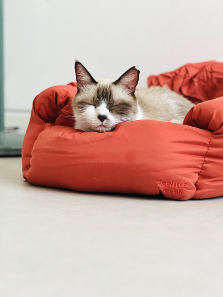 Gentle Purr Puff Lounger | 2-in-1 Bed