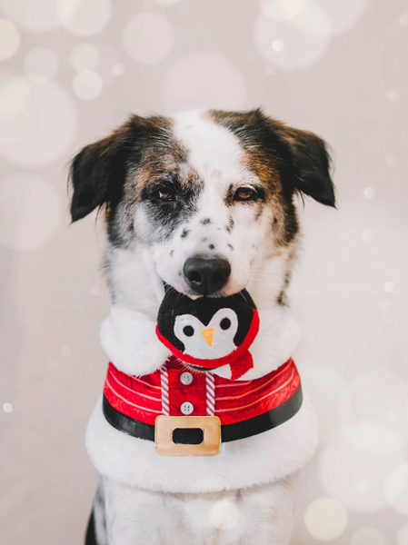 Woofy Goofy Christmas Pounce Ball Ornament Plush Toy - Penguin