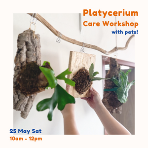Platycerium Workshop with Mosscape