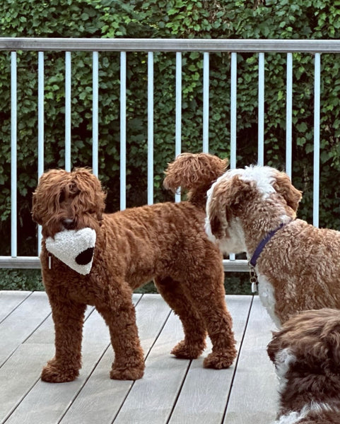 Pruff Pets | 3D Spotted Triangle Squeaker Toy