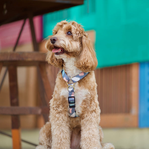 Gentle Pup Maxi Harness - Ollie Oliver