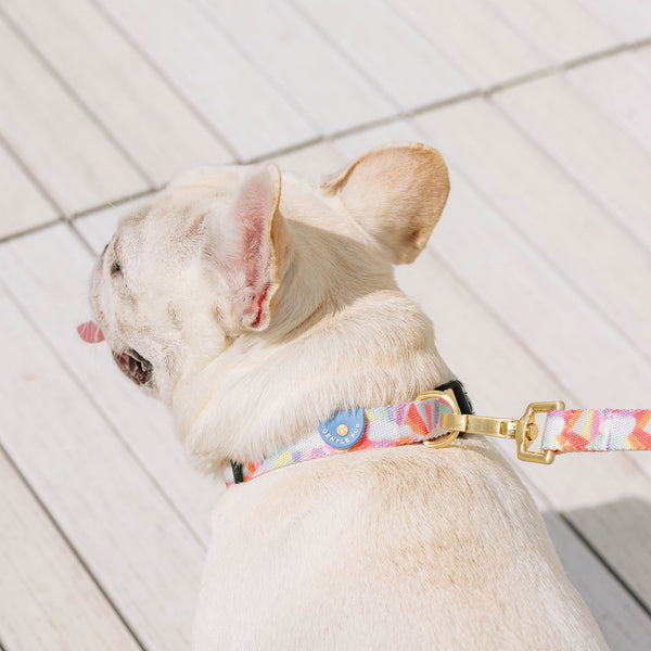 Gentle Pup Dog Collar - After the Rain