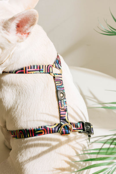 Gentle Pup Maxi Harness - Rainbow Maze