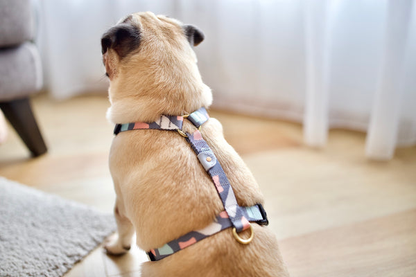 Gentle Pup Maxi Harness - Ollie Oliver