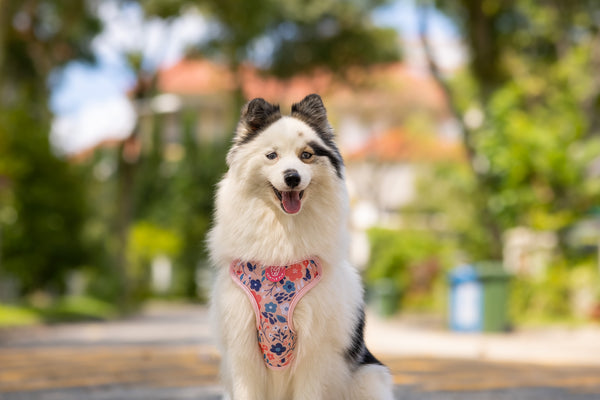 Gentle Pup Easy Harness - Molly Meadows