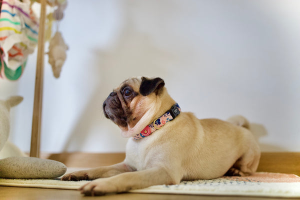 Gentle Pup Dog Collar - Molly Meadows