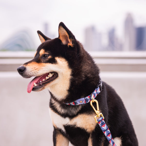 Gentle Pup Dog Collar - Dashing Diamond