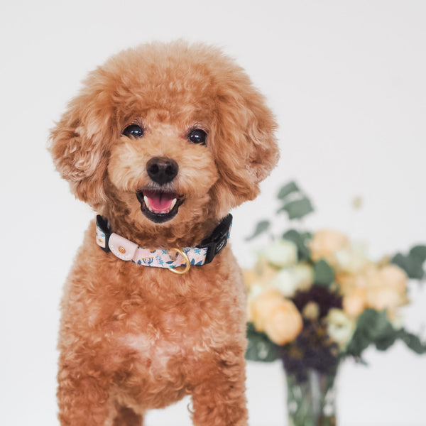 Gentle Pup Dog Collar - Scandi Spring