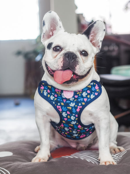 Gentle Pup Easy Harness - Forest Joy