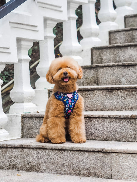 Gentle Pup Easy Harness - Forest Joy