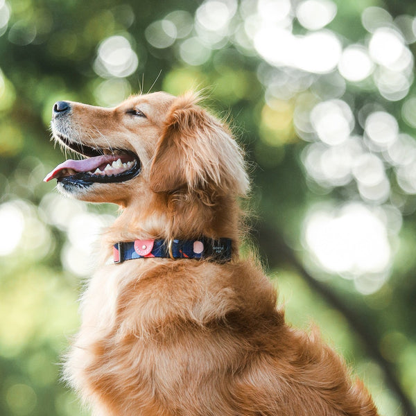 Gentle Pup Dog Collar - Playful Polly