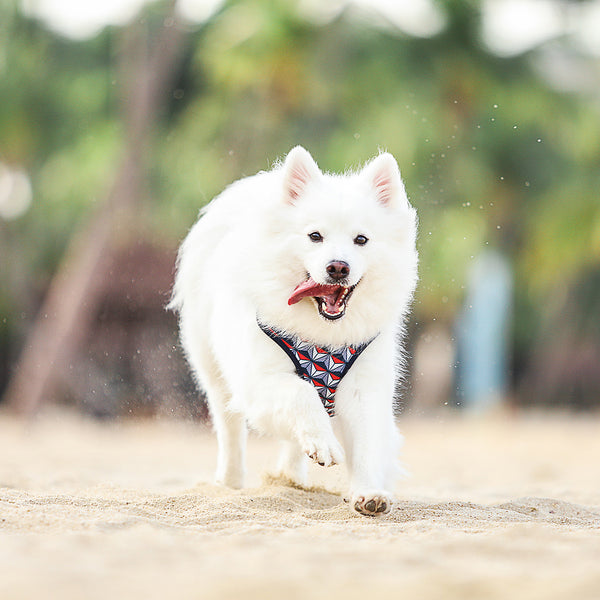 Gentle Pup Easy Harness - Dashing Diamond