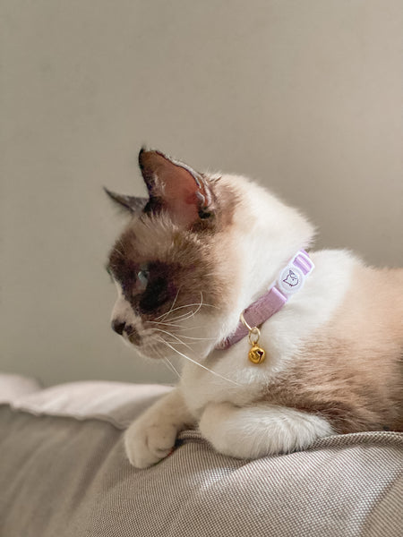 Gentle Purr Cat Collar - Taro