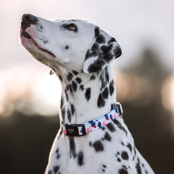 Gentle Pup Dog Collar - Lovely Leia