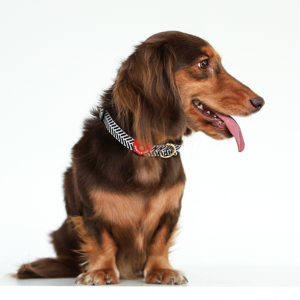 Gentle Pup Dog Collar - Mono Mike