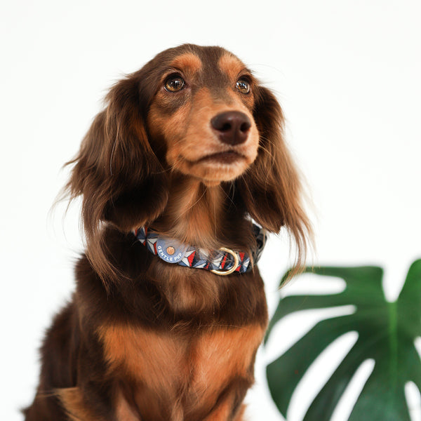 Gentle Pup Dog Collar - Dashing Diamond