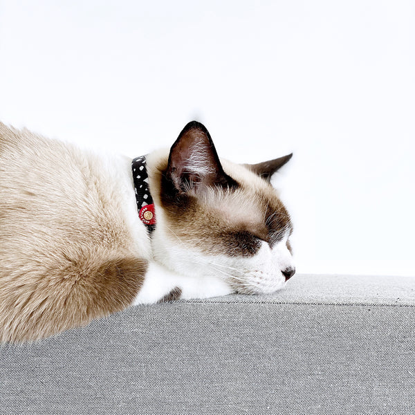Gentle Purr Cat Collar - Cheeky Chip