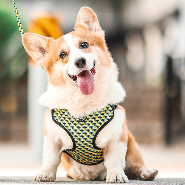 Gentle Pup Easy Harness - Zippy Zag