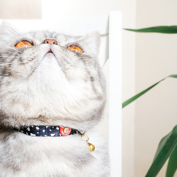 Gentle Purr Cat Collar - Cheeky Chip