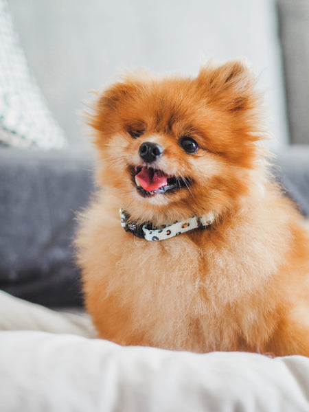 Gentle Pup Dog Collar - Baby BamBam