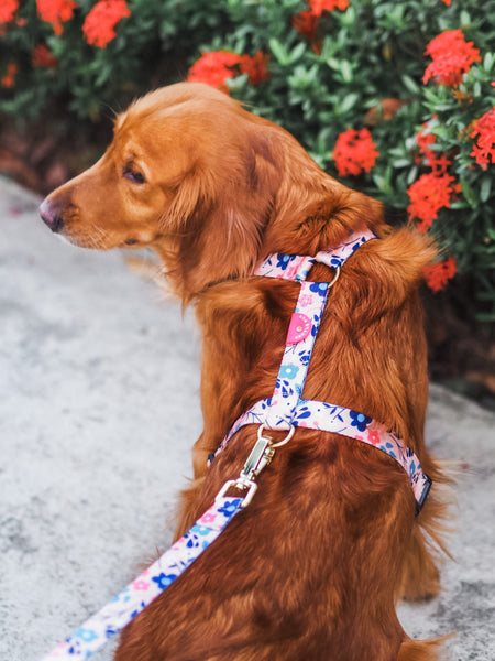 Gentle Pup Maxi Harness - Molly Meadows