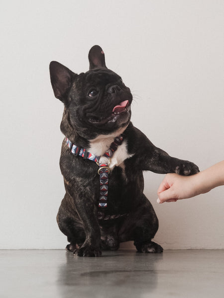Gentle Pup Maxi Harness - Dashing Diamond