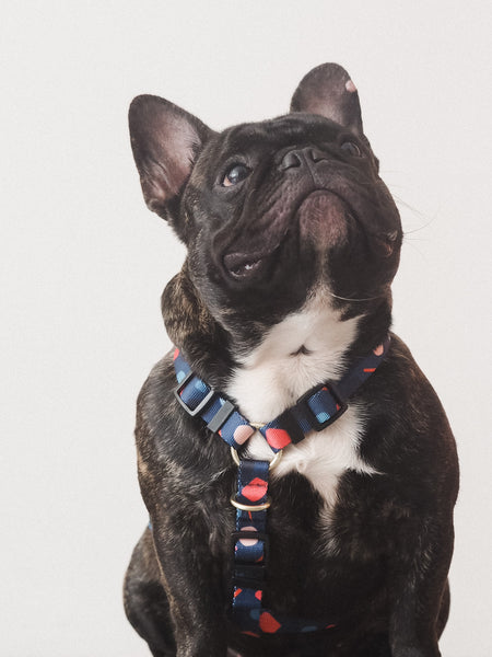 Gentle Pup Maxi Harness - Playful Polly