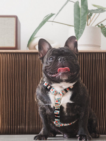 Gentle Pup Maxi Harness - Aloha Alice