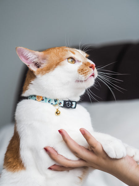 Gentle Purr Cat Collar - Baby BamBam