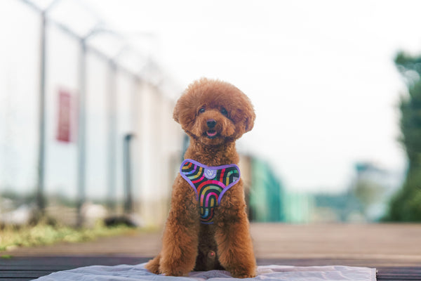 Gentle Pup Easy Harness - Rainbow Maze