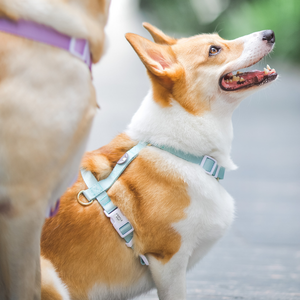 Gentle Pup Maxi Harness - Pistachio